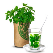 Kit de Cultura Plantas para Ch - Erva-Cidreira